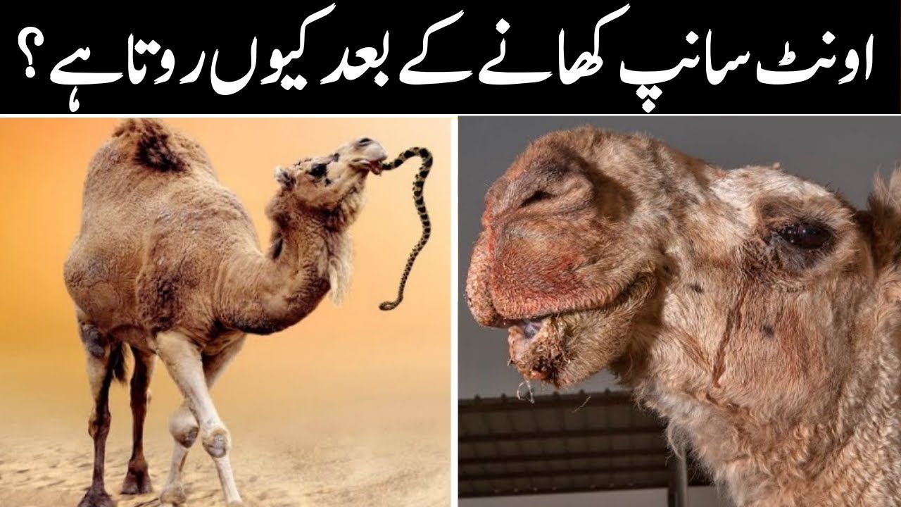 Why Camel Eat Snake? || اونٹ سانپ کیوں کھاتا ہے؟ || Surprising Scientific Facts About Camels 🐫