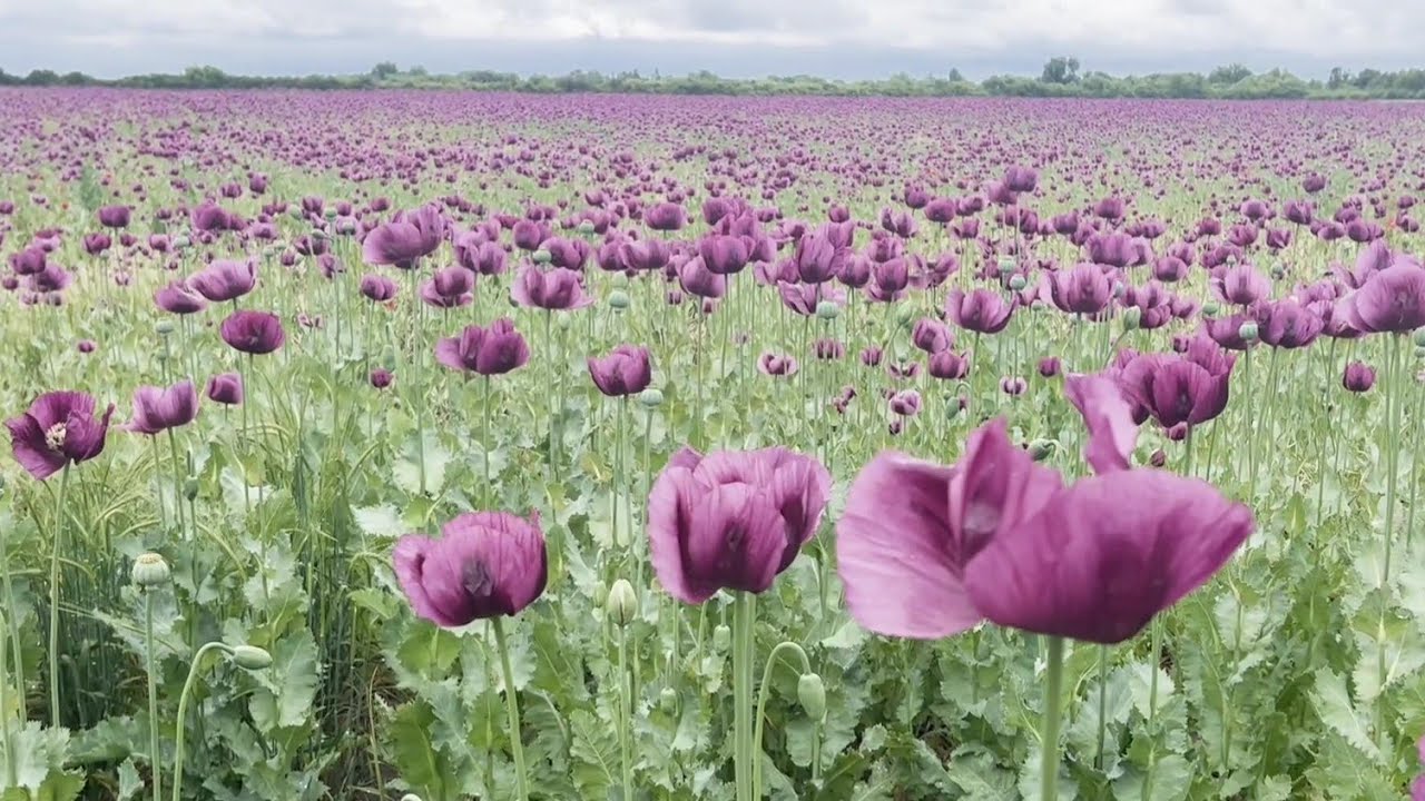 Rare and Spectacular, Dreamlike Purple Poppy Field You Have to See, it's Amazing