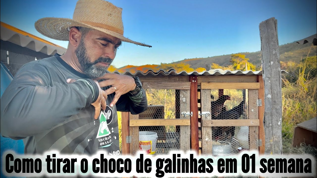 COMO TIRAR O CHOCO DE GALINHAS