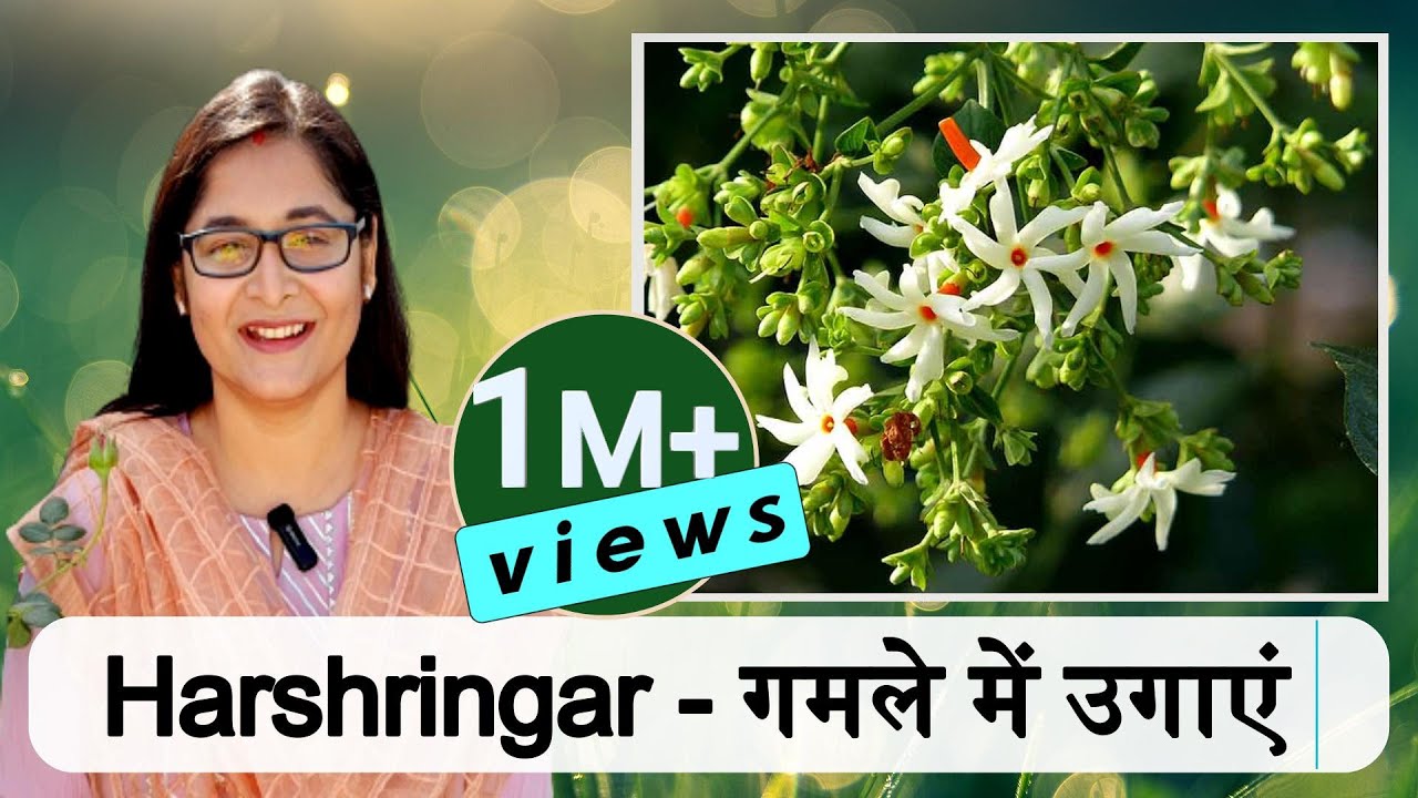 🔴HARSHRINGAR PLANT CARE हरसिंगार PARIJAT NIGHT BLOOMING JASMINE IN POT #gardening #jasmine #parijat