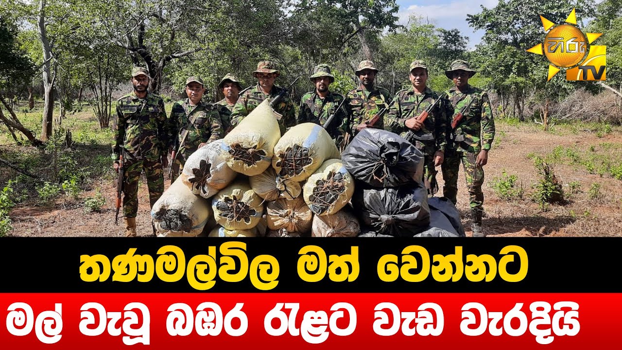 තණමල්විල මත් වෙන්නට මල් වැවූ බඹර රැළට වැඩ වැරදියි- Hiru News