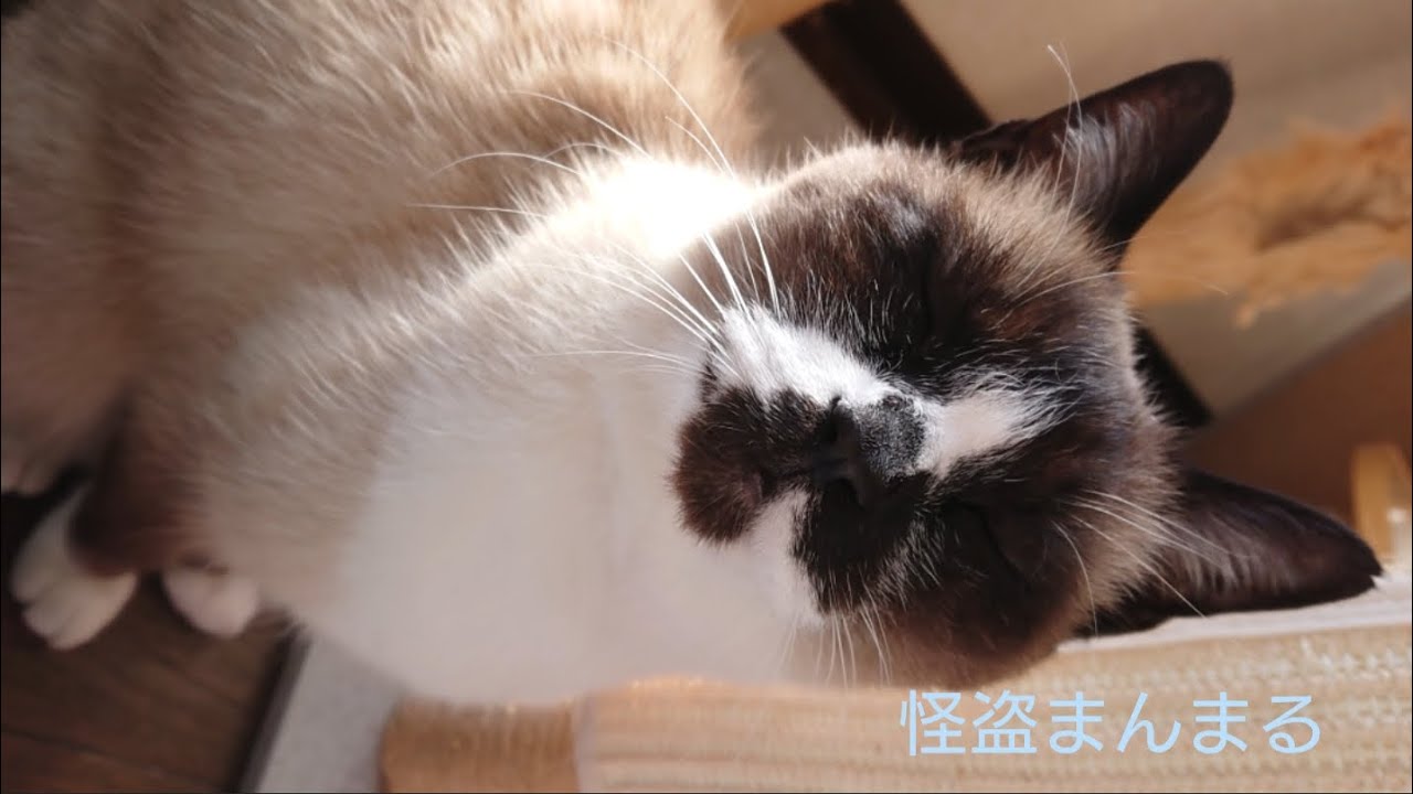 昨年の猫さん達の動画です♪25.12.18/19