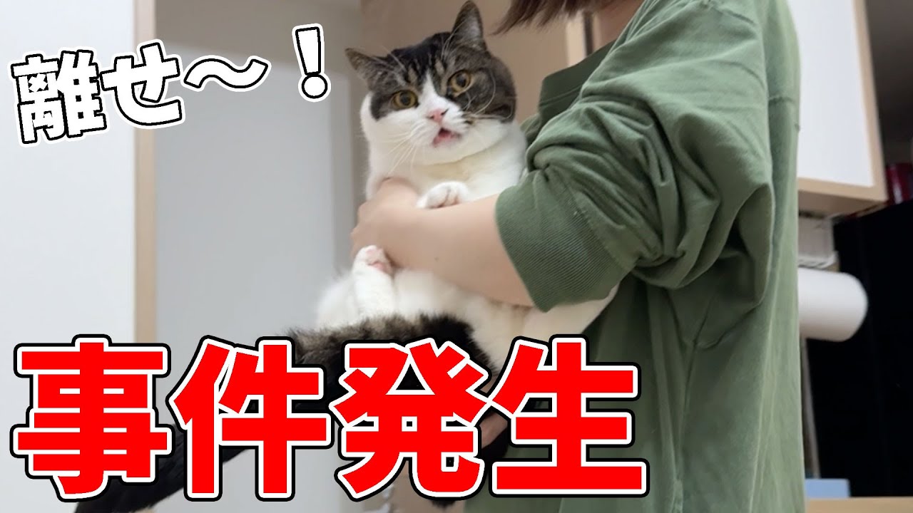 【事件発生！】息子猫が暴れて大変なことになりました…
