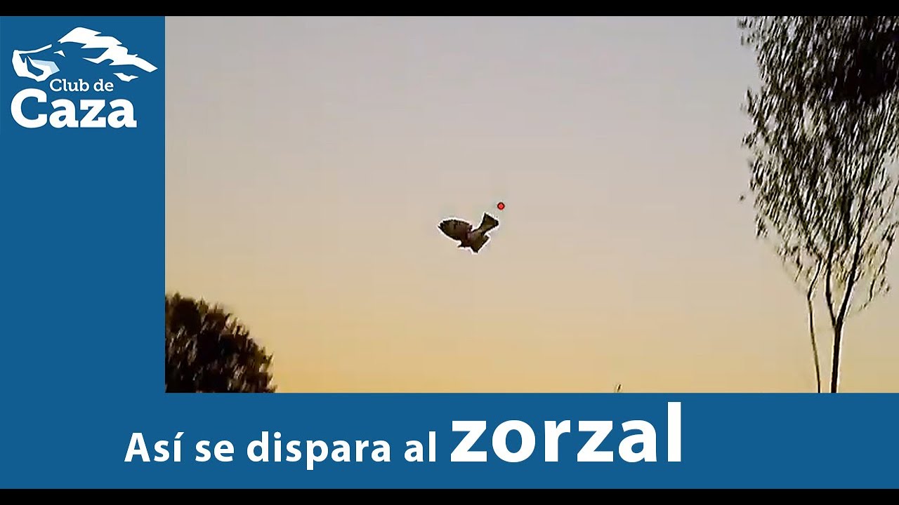 Clases de tiro al zorzal por un campe&oacute;n de tiro al plato.