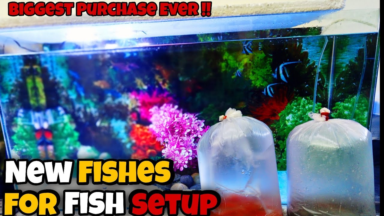 Many New Fishes On the Setup.😄┃The Biggest Purchase Of Fishes Ever !! 😱┃AUA Niazi 