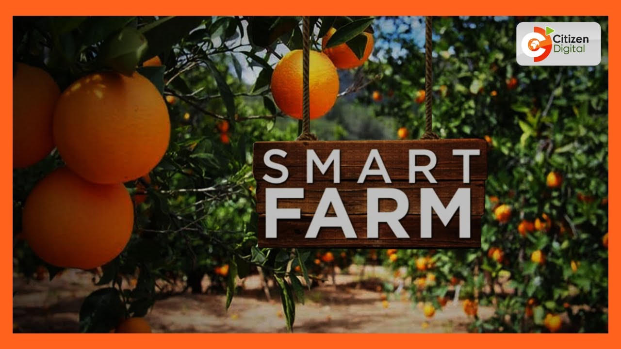 Smart Farm | Focus on pixie farming in Makueni County