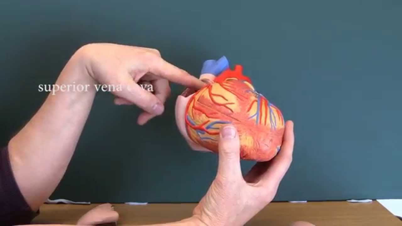 Cardiovascular System 8, Heart with labels