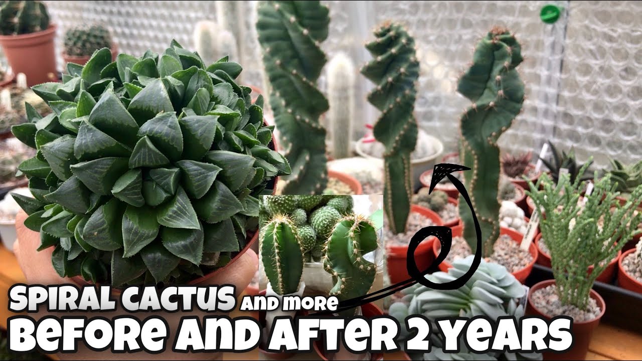 Cereus Forbesii Spiralis or Spiral Cactus growth in 2 years | Cacti and Succulents before and after