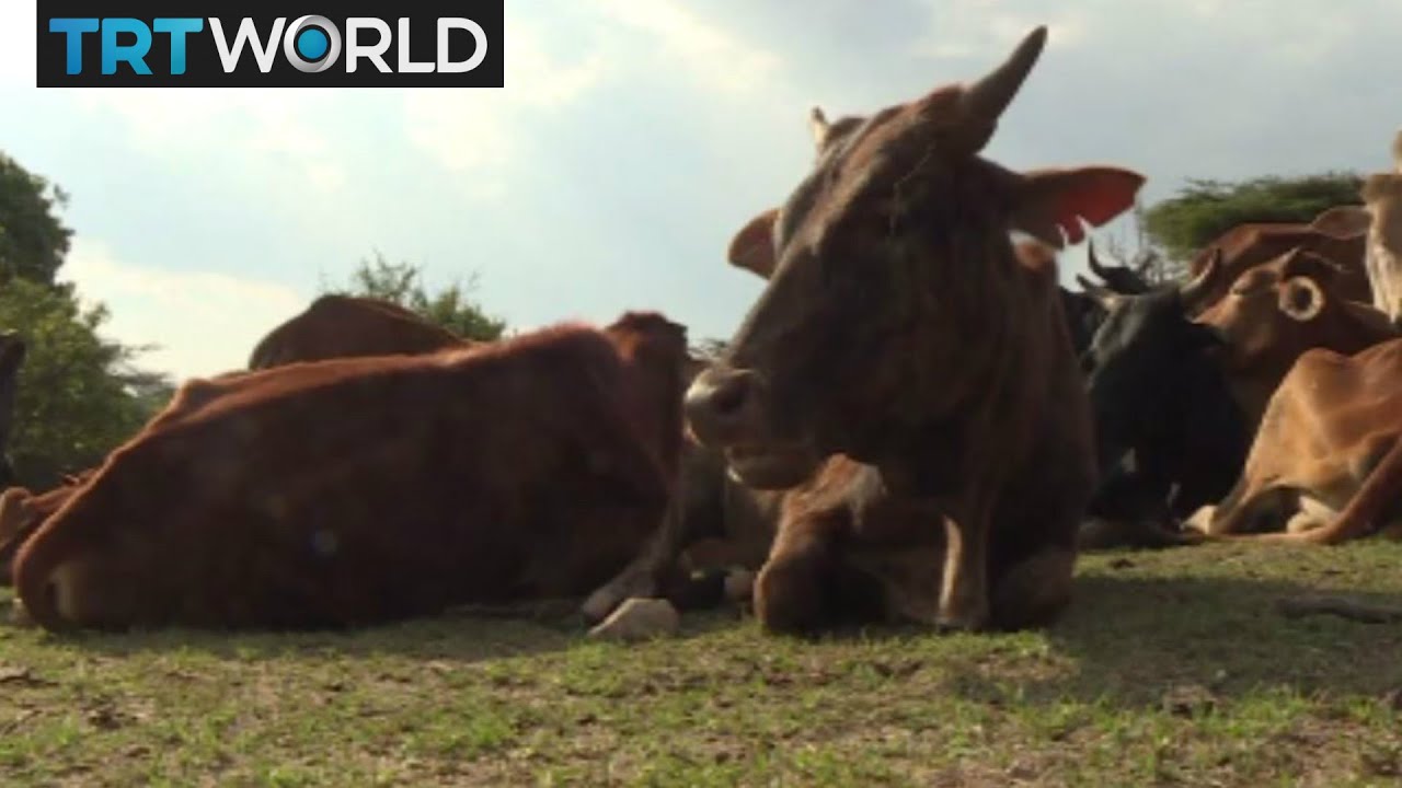 Maasai Conversation: Cattle farming accused of damaging environment