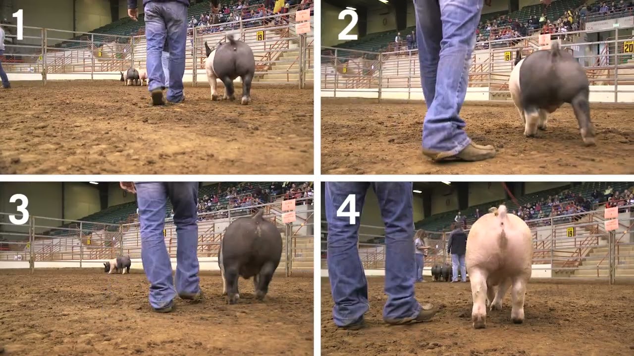 Оценка свиней по системе 4-H: пример 2 — перспективные свиньи для рынка