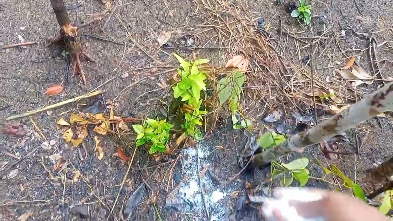 pemupukan lada yang gak mau mucuk/ tumbuh|| PADAHAL MUSIM HUJAN TERUS