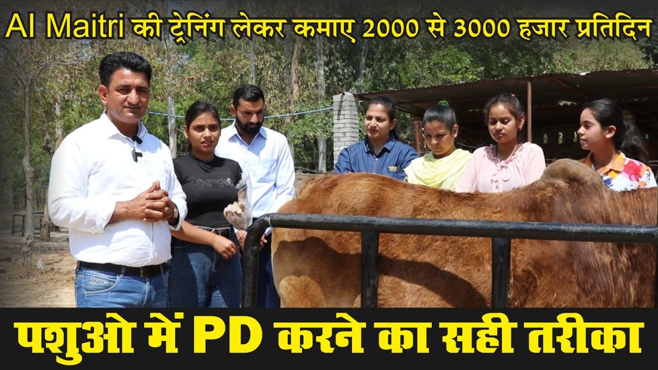 पशुओ में PD करने का सही तरीका  | AI Maitri की ट्रेनिंग लेकर कमाए 2000 से 3000 हज़ार प्रतिदिन