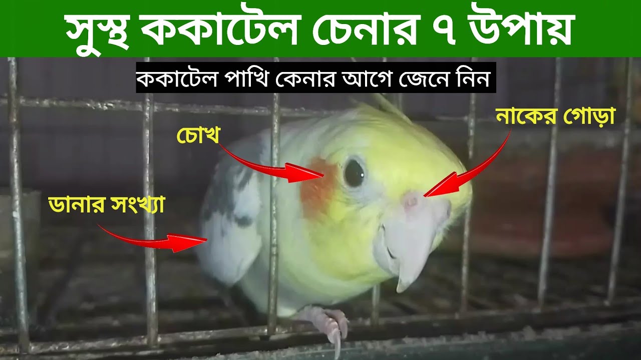 কিভাবে সুস্থ ককাটেল পাখি কিনবেন |  কোন কোন জিনিসগুলো লক্ষ্য রাখতে হবে | সুস্থ পাখি চেনার উপায়