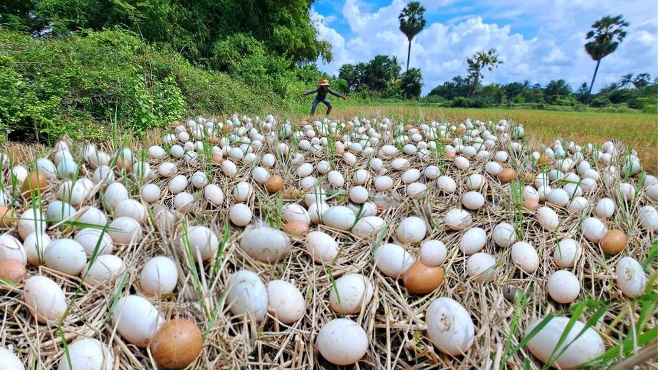 OMG HAND UNIQUE!  Pick a lot of duck eggs near the mouth of a man.