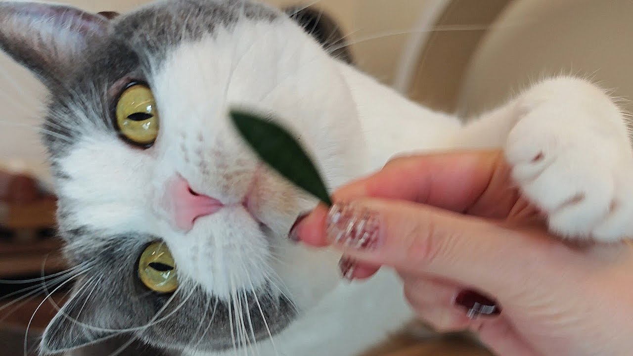 ハーネスの要らない猫の楽園は真冬でも大人気でした