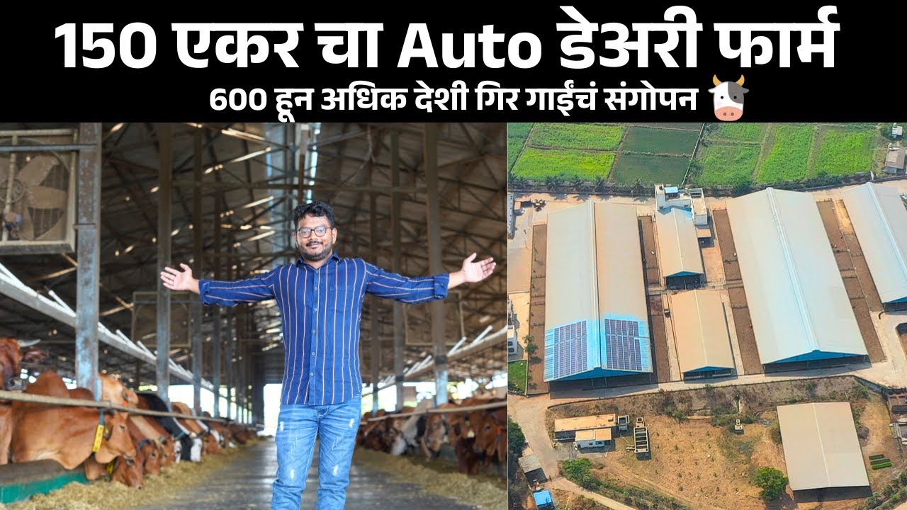 महाराष्ट्रातील सर्वात मोठा 600 गीर गाईंचा माणसा विना चालणारा फार्म | Biggest farm in maharashtra