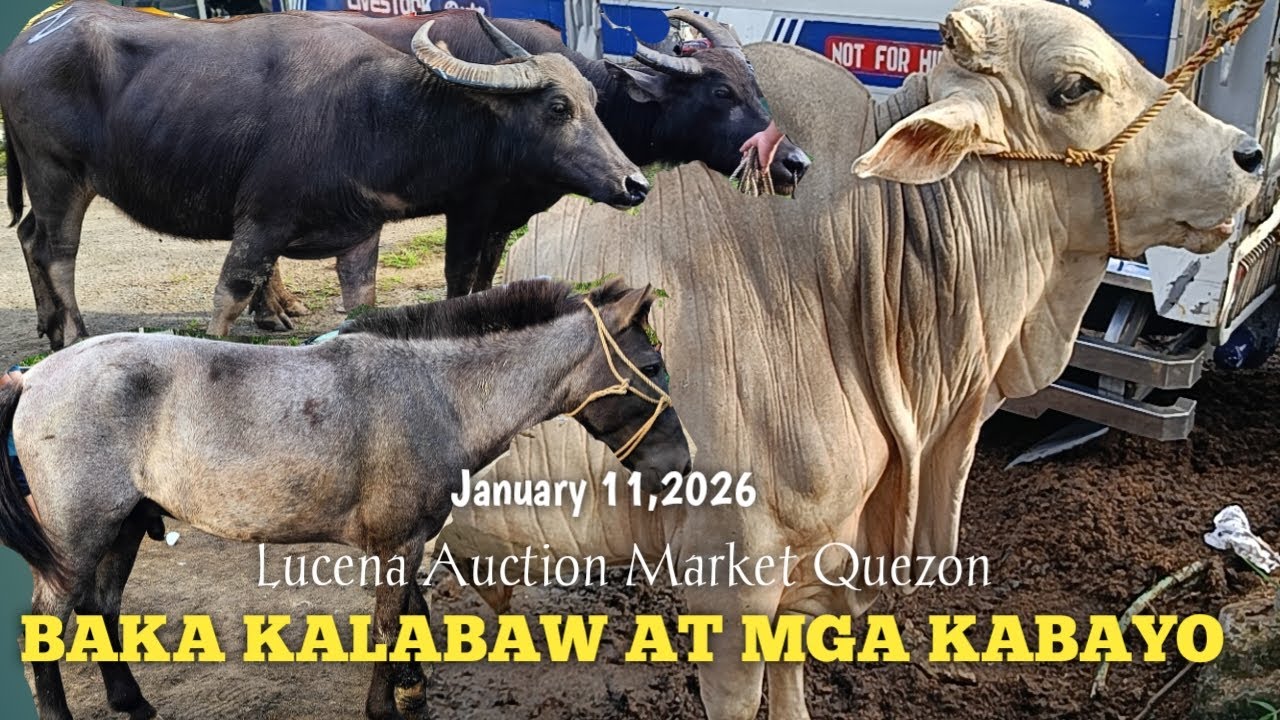 Kabayo Baka at Kalabaw sa Lucena Auction Market Quezon