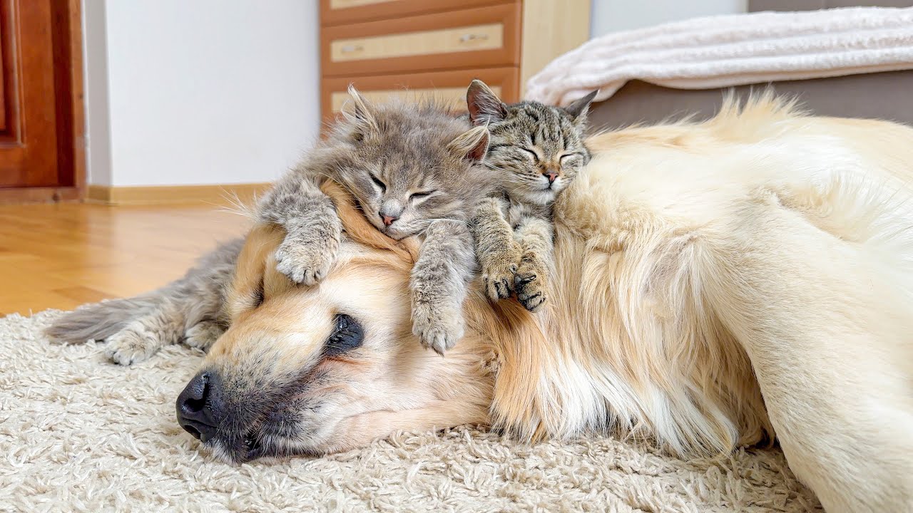 Adorable Kittens Think Their Golden Retriever Is The Perfect Bed!!