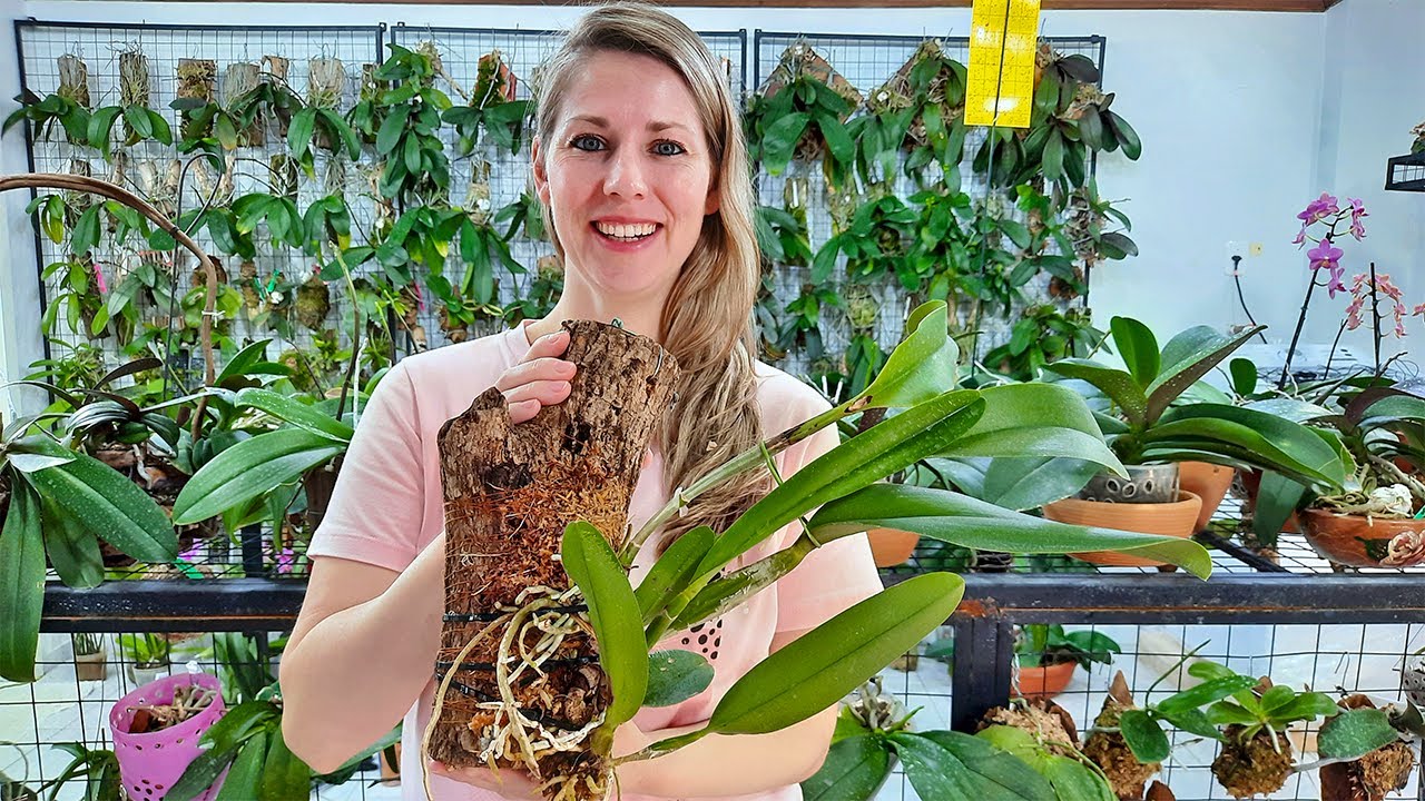 Aprenda Como Cultivar Orquídea Cattleya em TRONCO