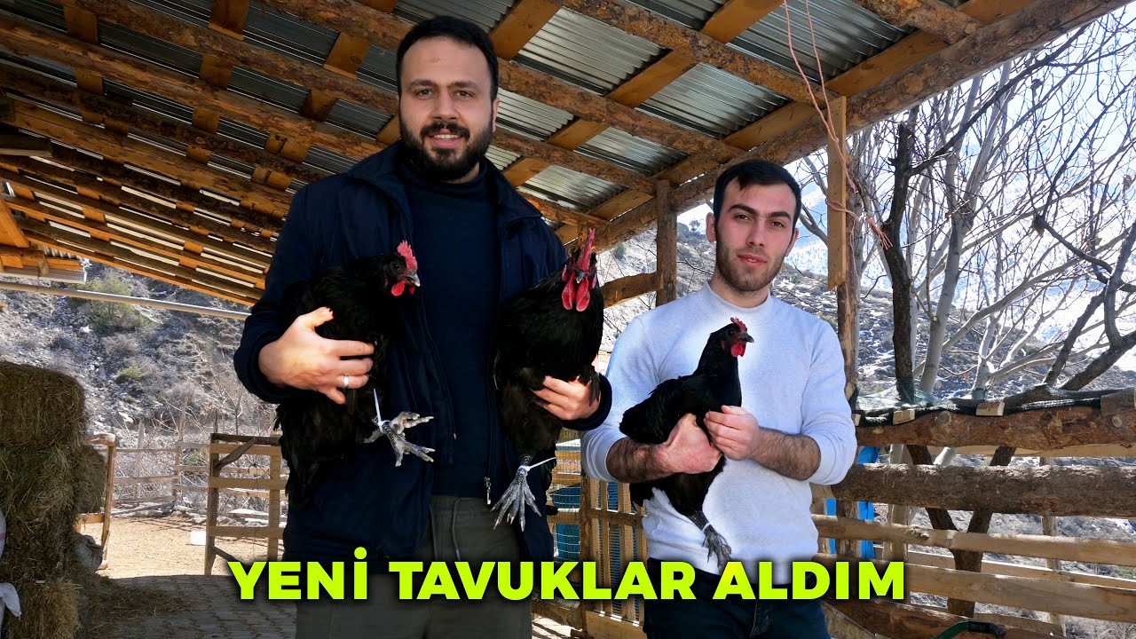 Samet'in Australorp Kümesinden Yeni Tavuklar Aldık - Keklikler Kaçtı, Yakalayıp Yeni Yere Götürdüm