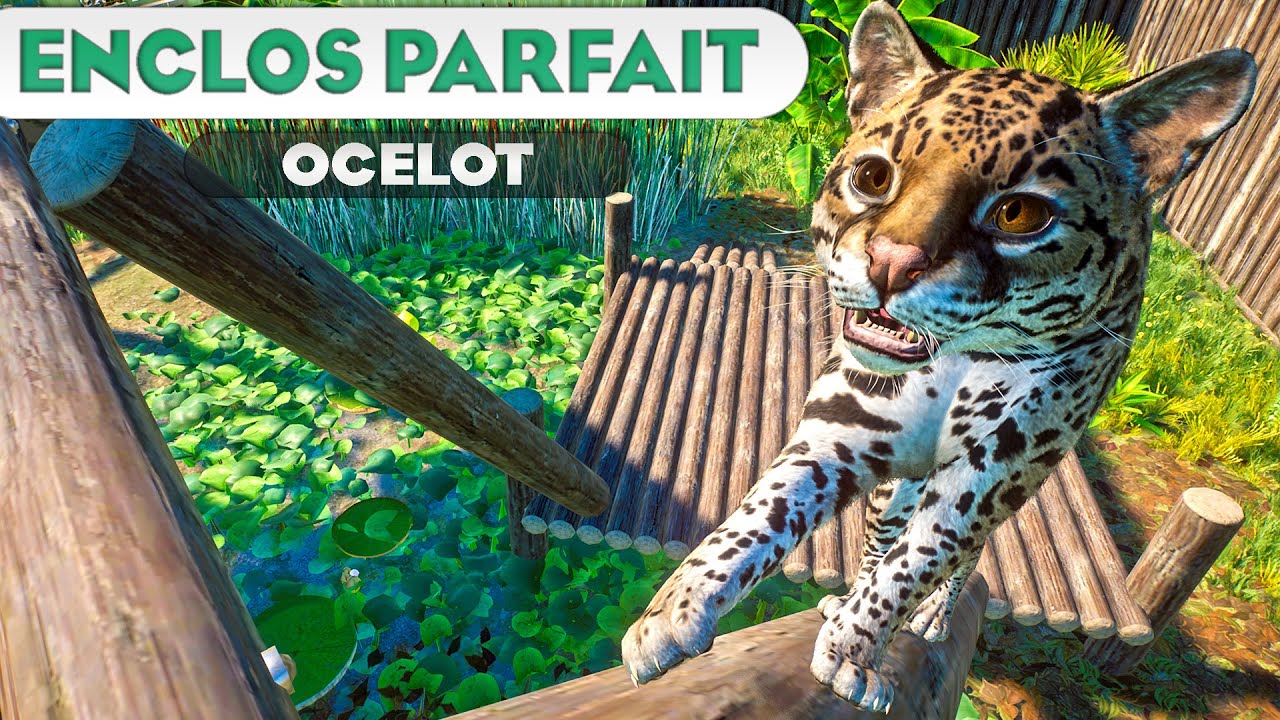 L'Ocelot (des gros chats) | LES ENCLOS PARFAITS : &Eacute;PISODE 165 | PLANET ZOO