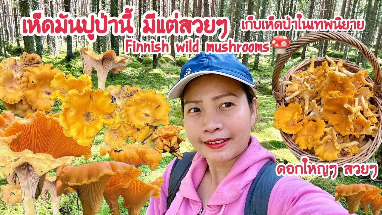 🍄เก็บเห็ดป่าในเทพนิยายฟินแลนด์ มีแต่ดอกใหญ่ๆ สวยๆ 🍄