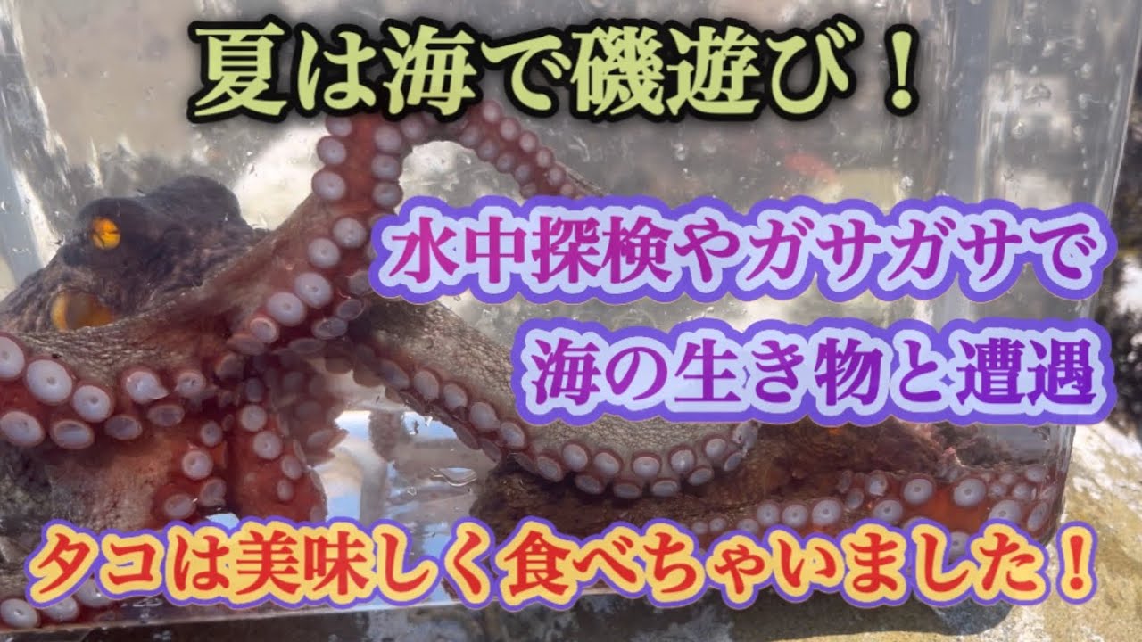【磯遊び】夏休みは海でガサガサしたり磯遊び！まさかのタコと遭遇！（茨城県ひたちなか市磯崎海岸）捕まえたタコは美味しく食べちゃいました^^