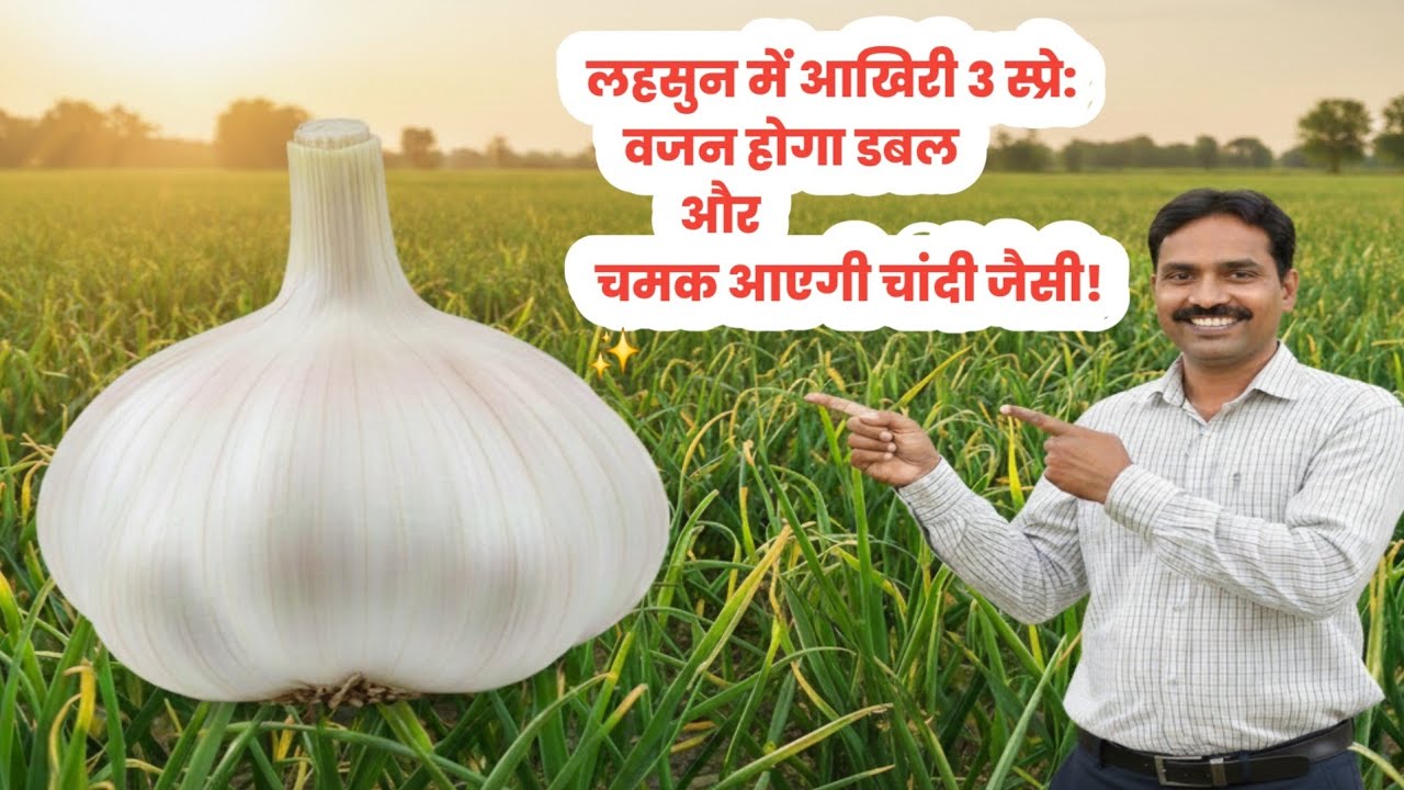 लहसुन का कंद मोटा करने का गुप्त तरीका 80 दिन के बाद डालें ये अमृतLahsun ka kand mota karne ka tarika