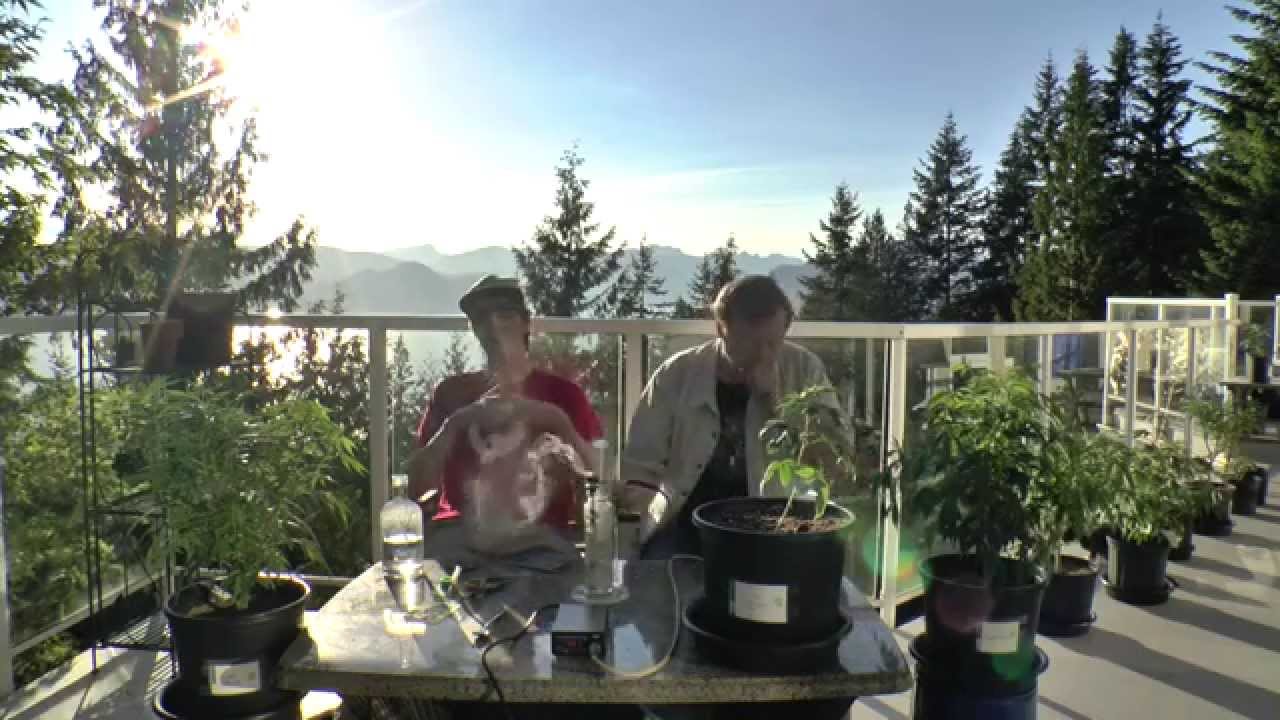 Puff Wednesday  talk about seeds and have a caller from Austrlia!!!