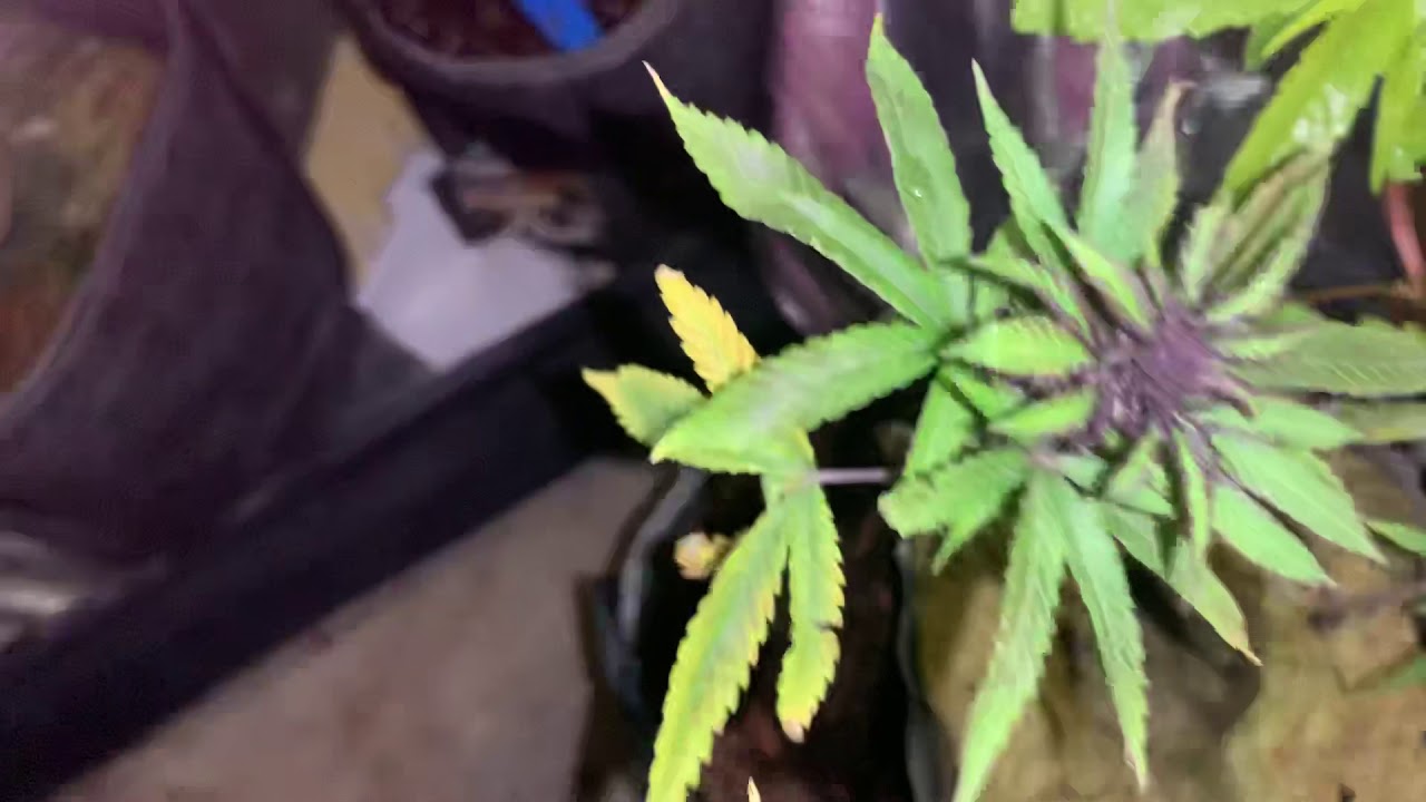 How to make your cannabis plants 🌱 turn purple naturally cold