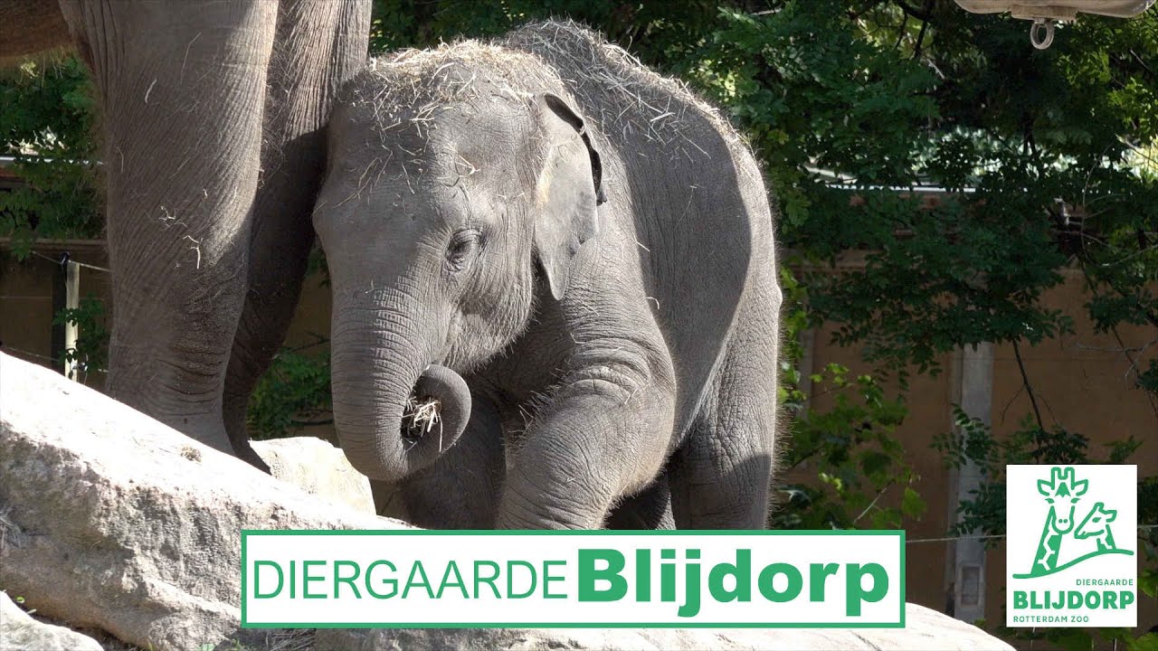 Diergaarde Blijdorp (Trailer)
