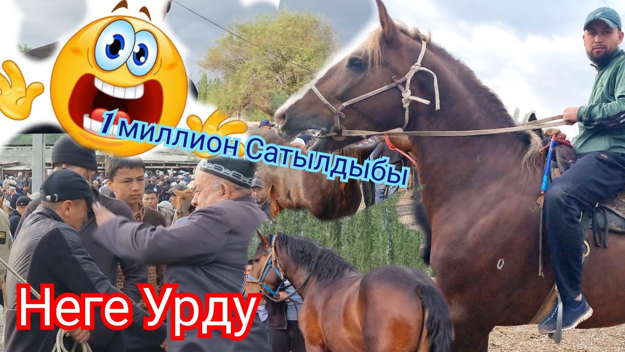 АДЫЛ ава  НЕГЕ Урду  😱 Ноокат  ЖЫЛКЫ Базарда  Соода Кызуу болду