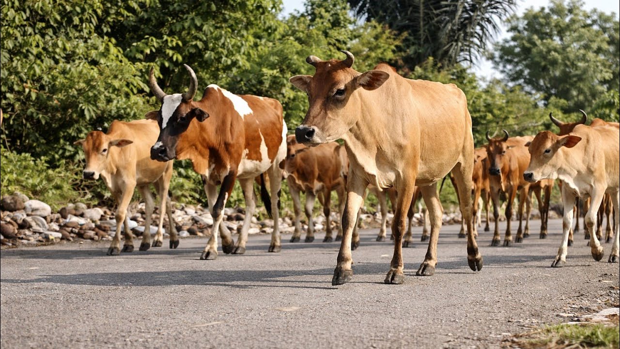 sapi lembu jinak sedang berjalan santai di pedesaan yang asri dan indah