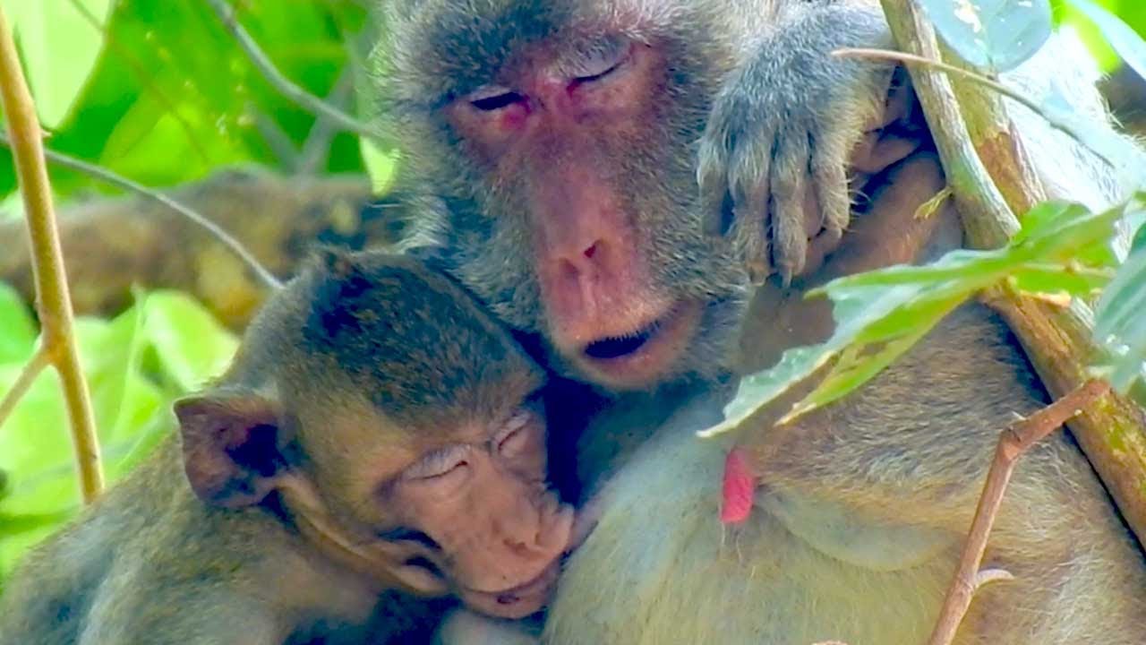 Monkey Jane Gently Cares for Her Growing Baby