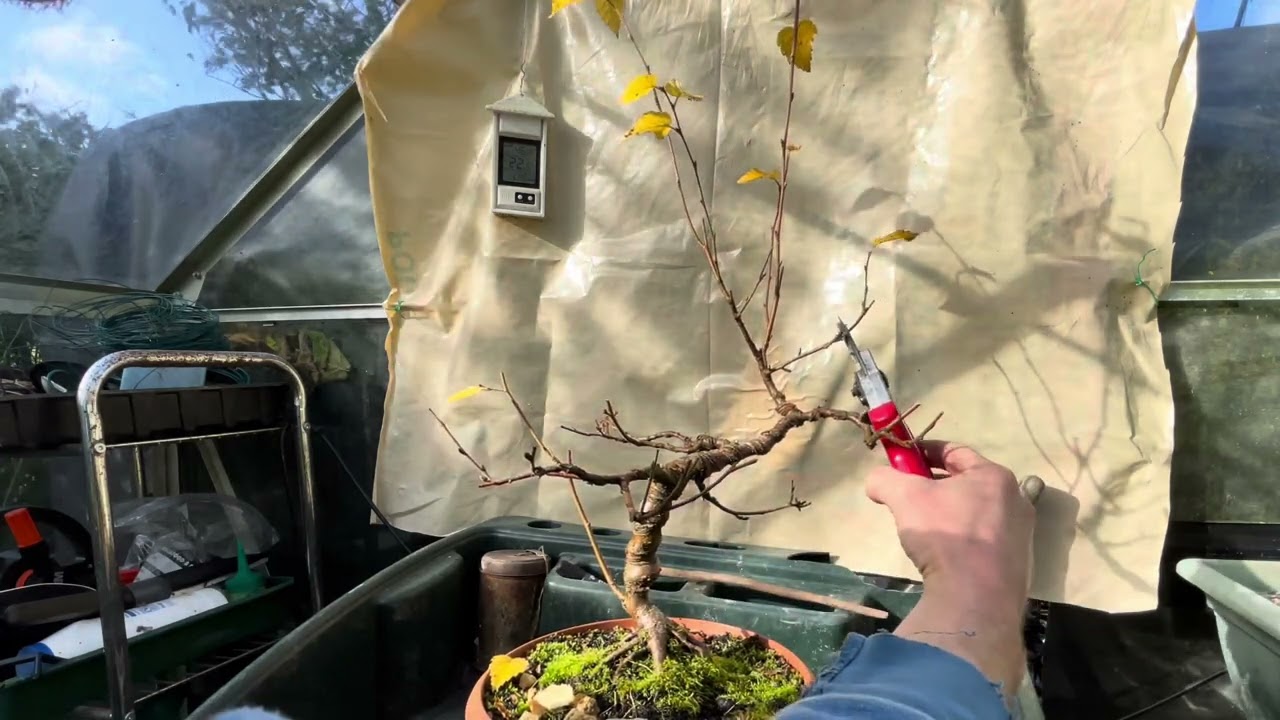 Pruning my Seed grown Birch Bonsai