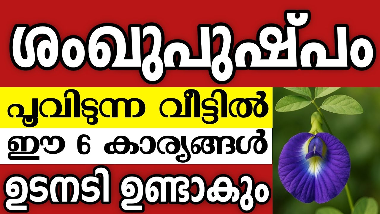ശംഖുപുഷ്പം പൂവിടുന്ന വീട്ടിൽ ഈ 6 കാര്യങ്ങൾ ഉടൻ നടക്കും,ഈ ദിശയിൽ നട്ടില്ലെങ്കിൽ  വലിയ ദോഷം