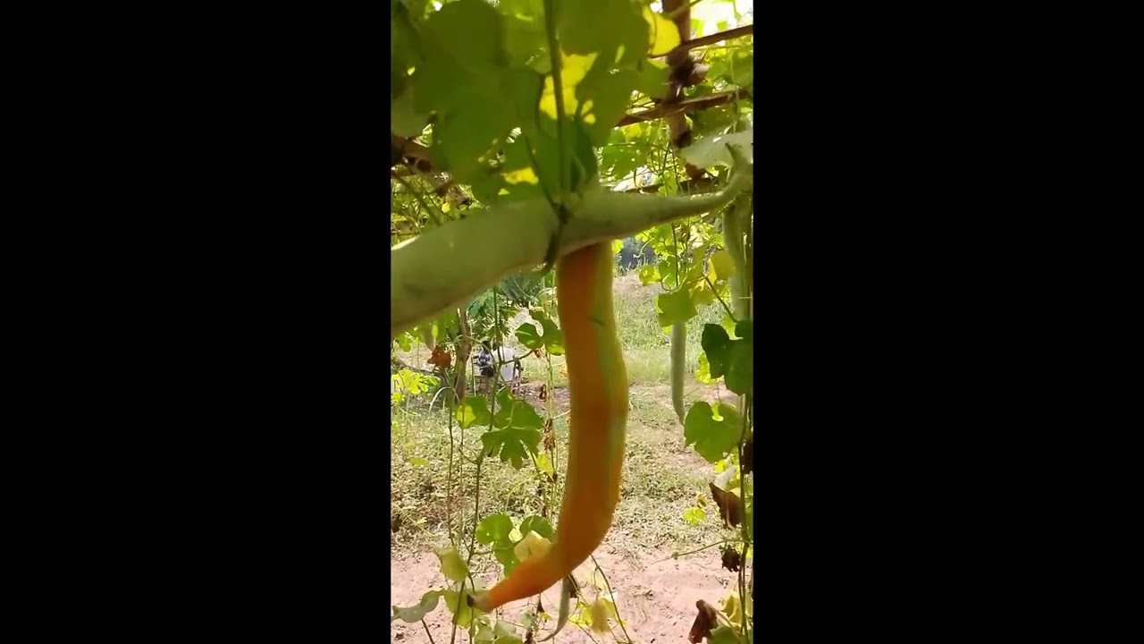 pourquoi on appelle la courge serpent la [tomate]