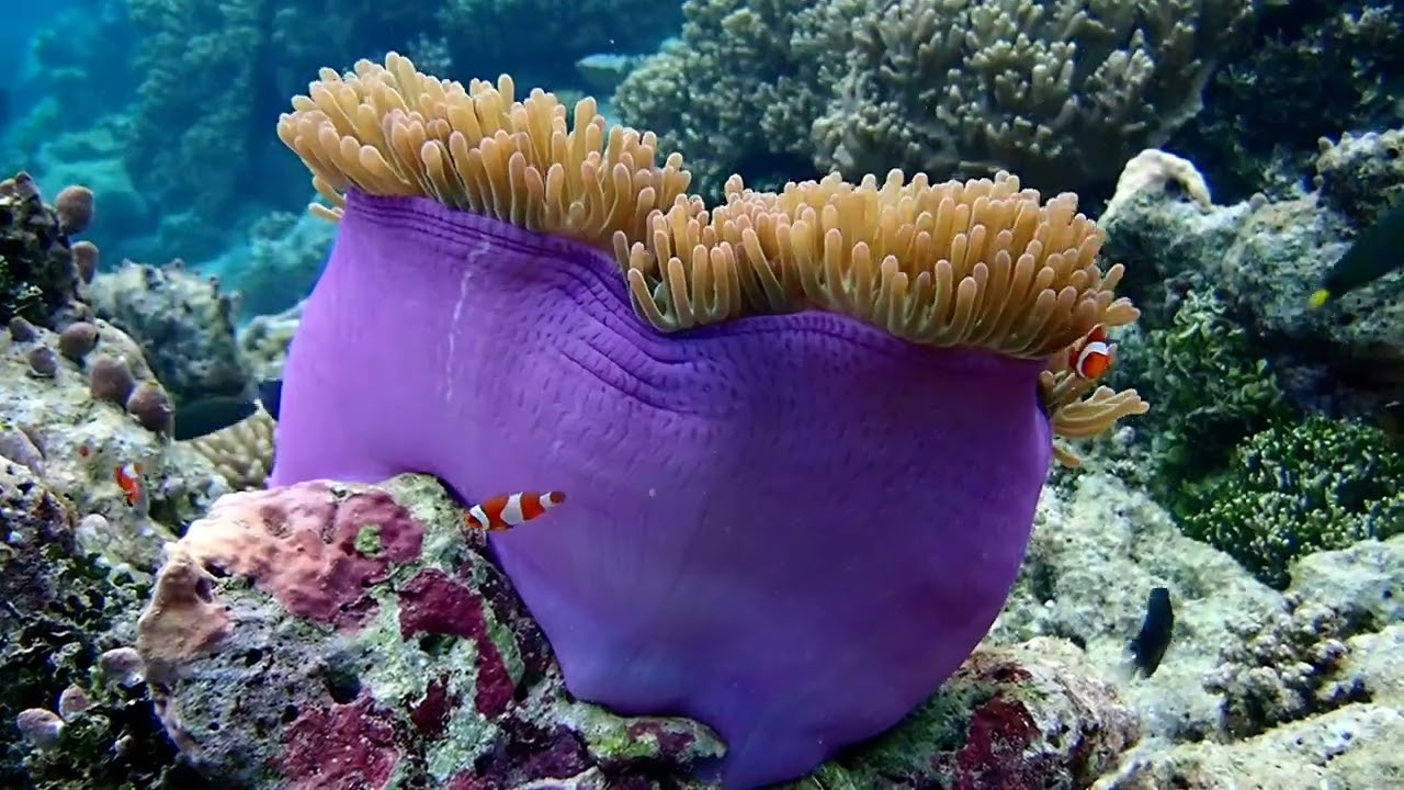 Snorkeling autour de l'&icirc;le de Tamaku - West Waigeo - Raja ampat - Indon&eacute;sie 2025 (HD 1080)