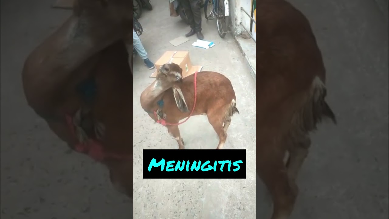 Meningitis in goat l Dr Umar Khan