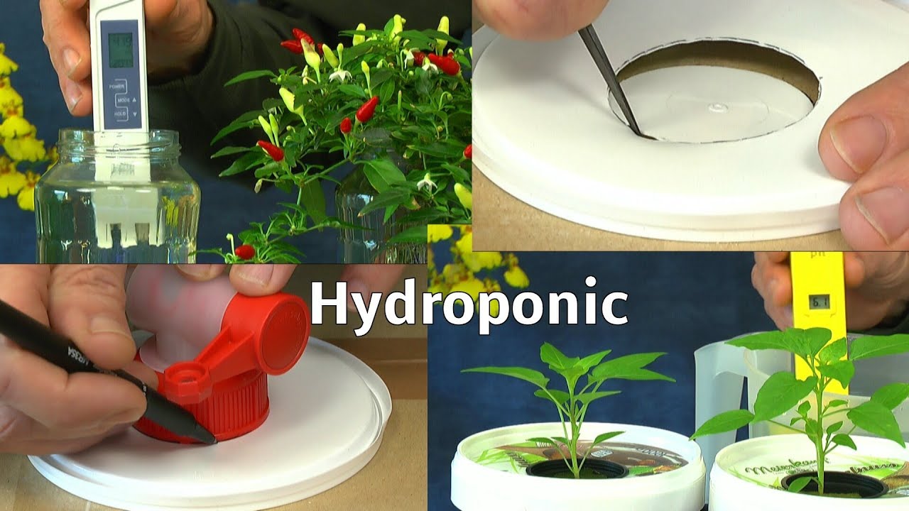 Chili Hydroponik das nächste Experiment kann beginnen in der Hydroponic Wasser Düngen und mehr