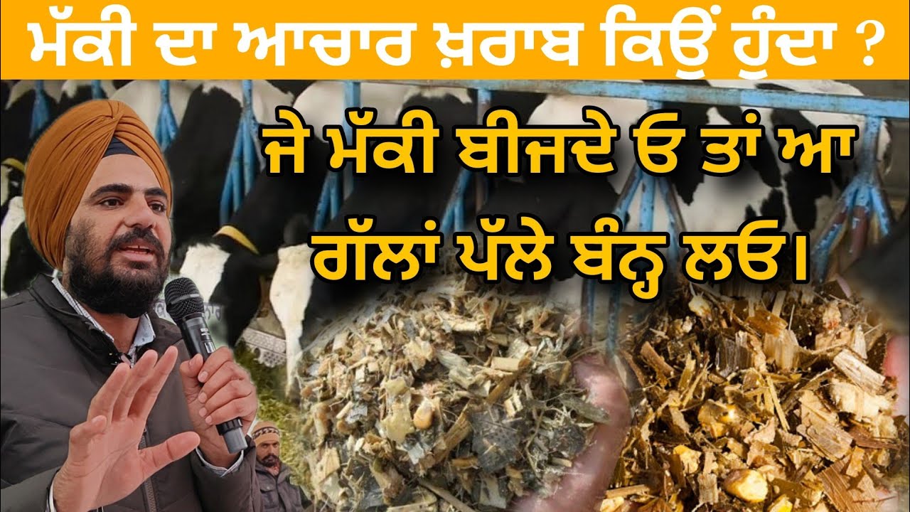 ਅੱਧਾ ਪੰਜਾਬ ਆਚਾਰ ਪਾਉਣ ਸਮੇਂ ਆ ਗਲਤੀਆਂ ਕਰਦਾ। ਟੋਆ ਪੁੱਟ ਕੇ ਮੱਕੀ ਦੱਬ ਦੇਣੀ ਇਹਨੂੰ ਸਾਇਲੇਜ ਨੀ ਕਹਿੰਦੇ। #dairy