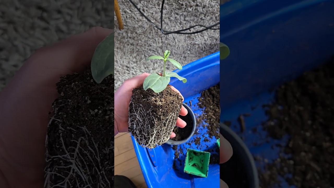 Up potting Giant Watermelon! Giant Pumpkin seeds @ www.onlypumpkins.com
