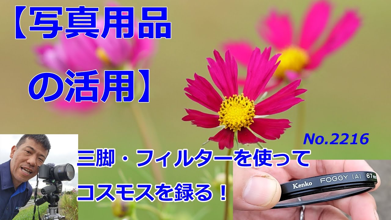 【写真用品の活用】コスモスを三脚、フィルターを使って録る！（動画No.2216）