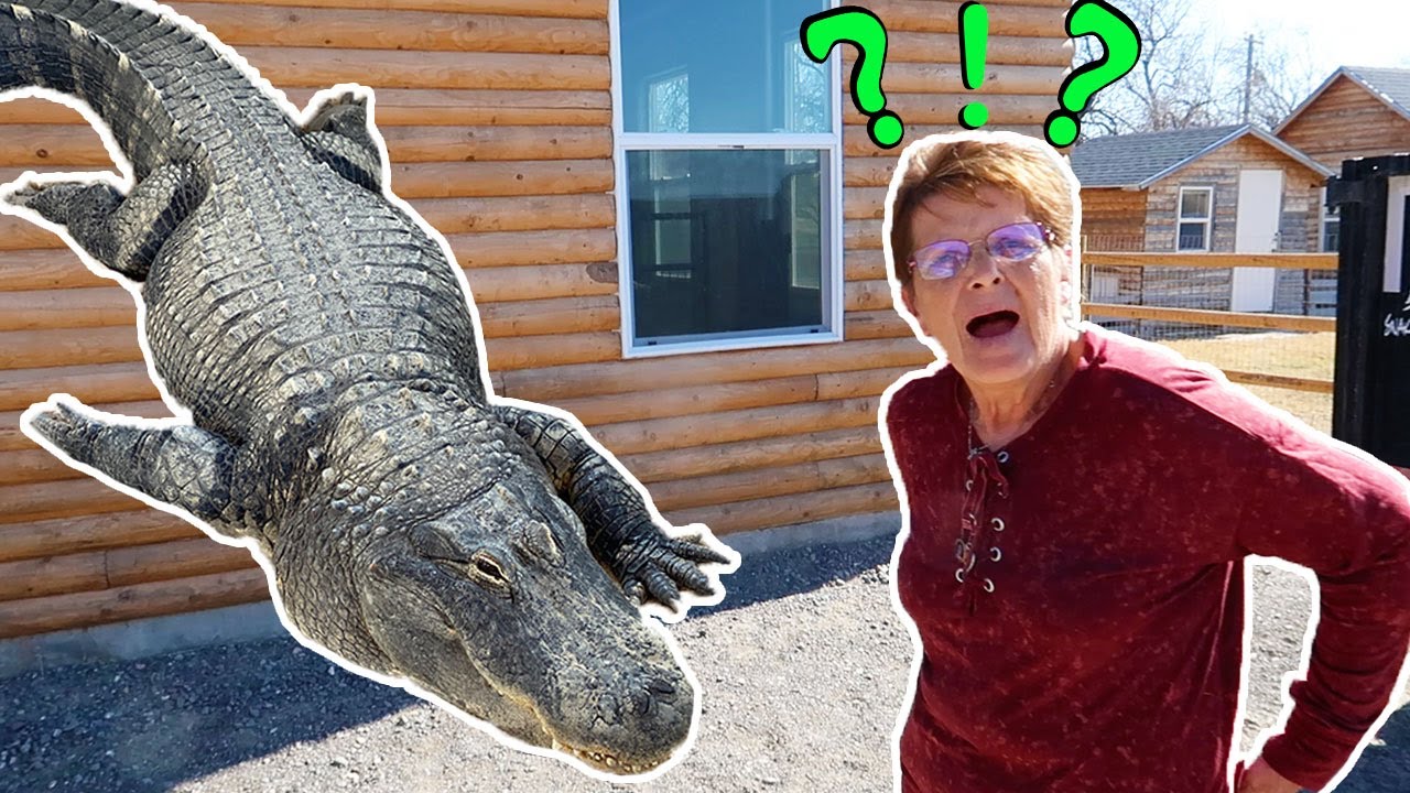 Леди впервые увидела аллигатора!!!