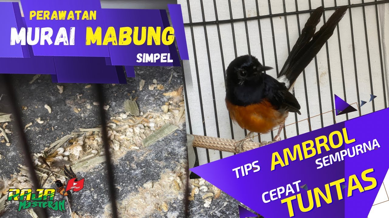 Rawatan Murai Mabung / Ngurak cepat ambrol anti ribet