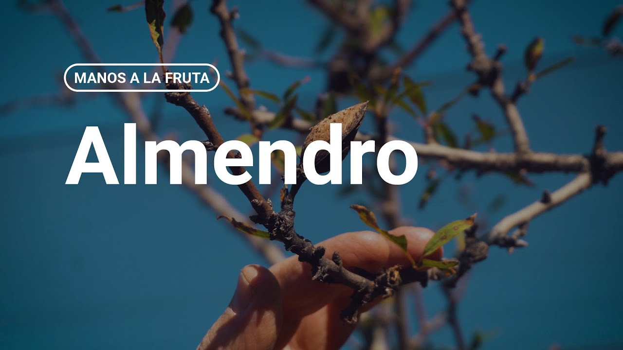 &iquest;C&oacute;mo podar un almendro?  |  INTA - Manos a la Fruta