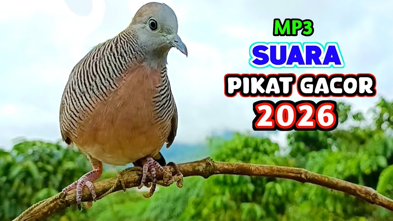 Suara Burung Perkutut Pikat Paling Jitu Untuk Pancingan Pasti Nyaut