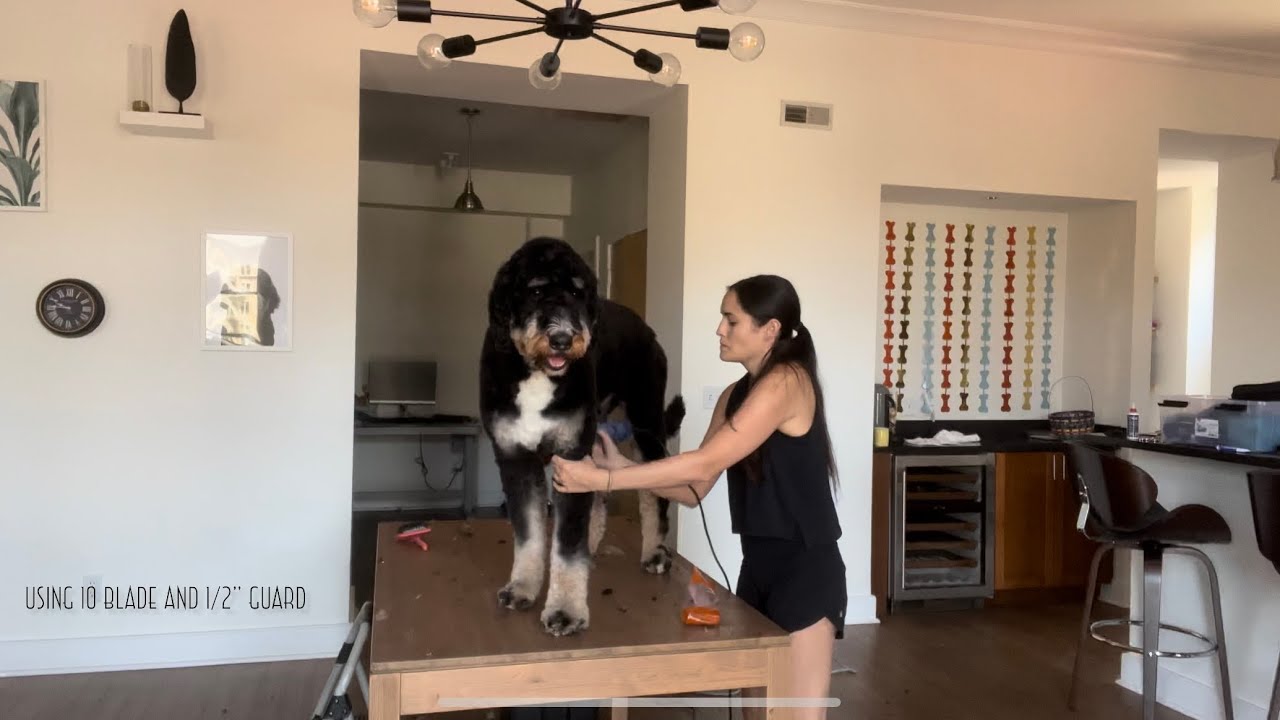Bernedoodle Grooming - Short Cut for Hot Weather!