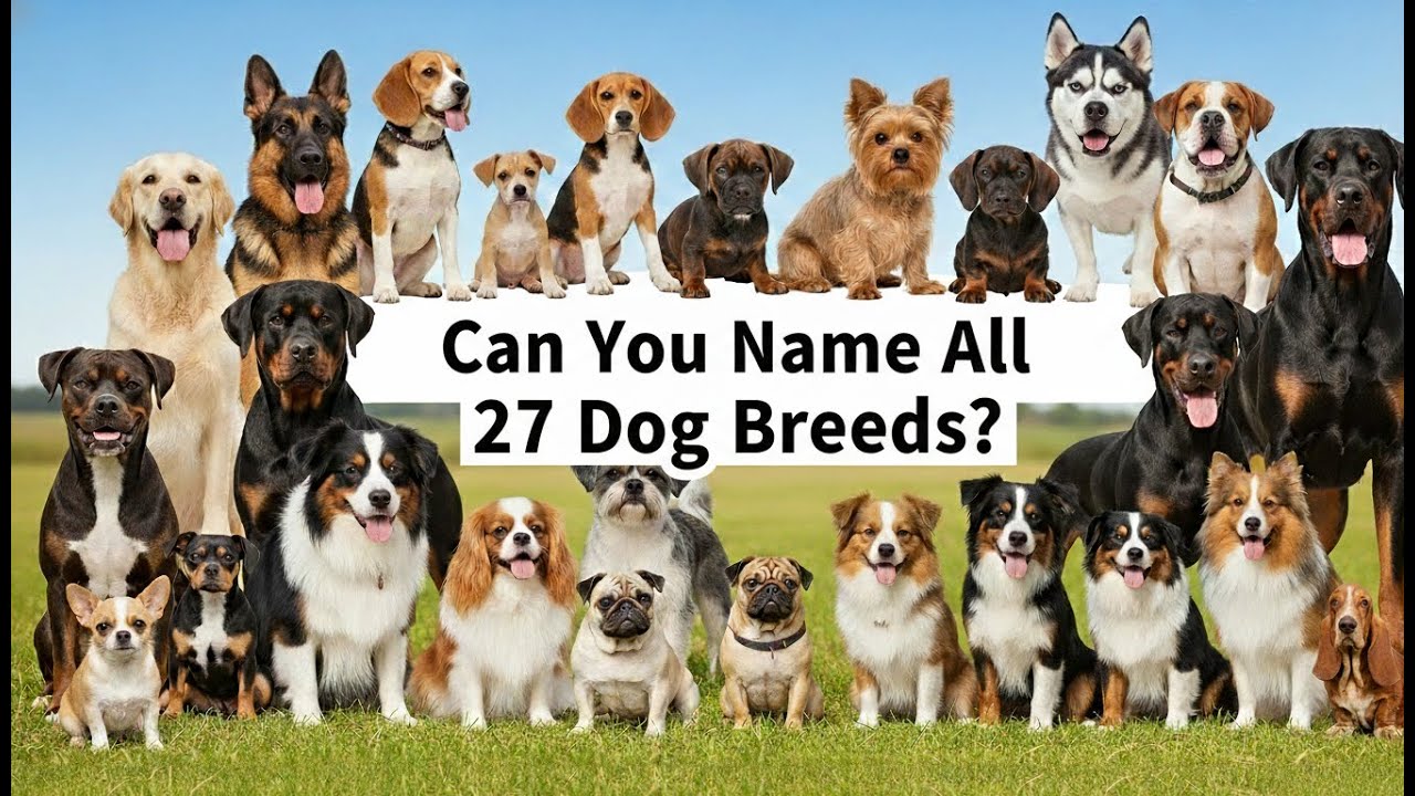 Can You Name All 27 Dog Breeds? #animals #dog