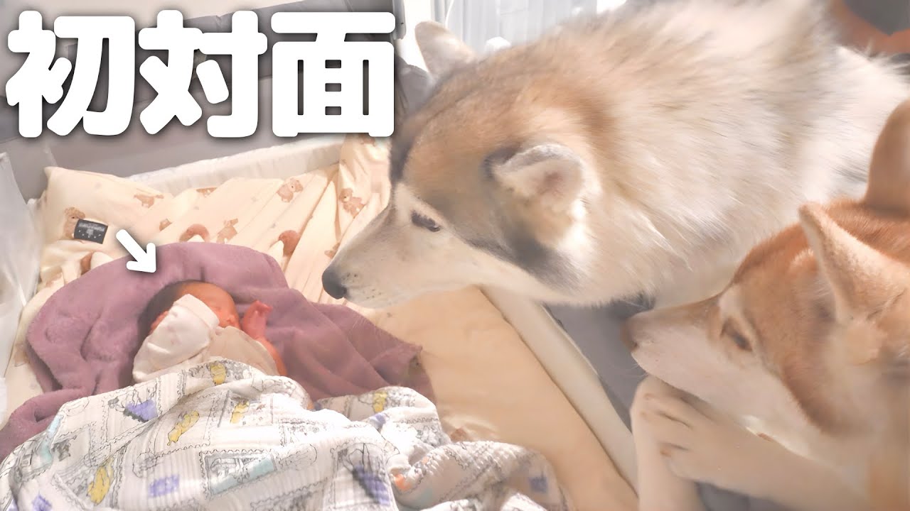 赤ちゃんとシベリアンハスキーの初対面が感動的すぎました・・・